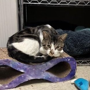 Twister The Tornado, a Adoptable Domestic Short Hair in Braintree, MA image 2/6