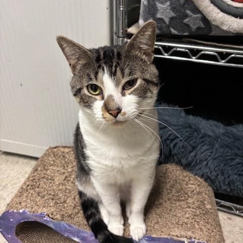 Twister The Tornado, a Adoptable Domestic Short Hair in Braintree, MA image 3/6