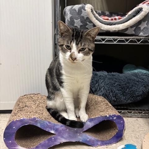 Twister The Tornado, a Adoptable Domestic Short Hair in Braintree, MA image 4/6