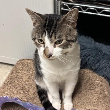 Twister The Tornado, a Adoptable Domestic Short Hair in Braintree, MA image 5/6