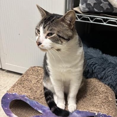 Twister The Tornado, a Adoptable Domestic Short Hair in Braintree, MA image 6/6