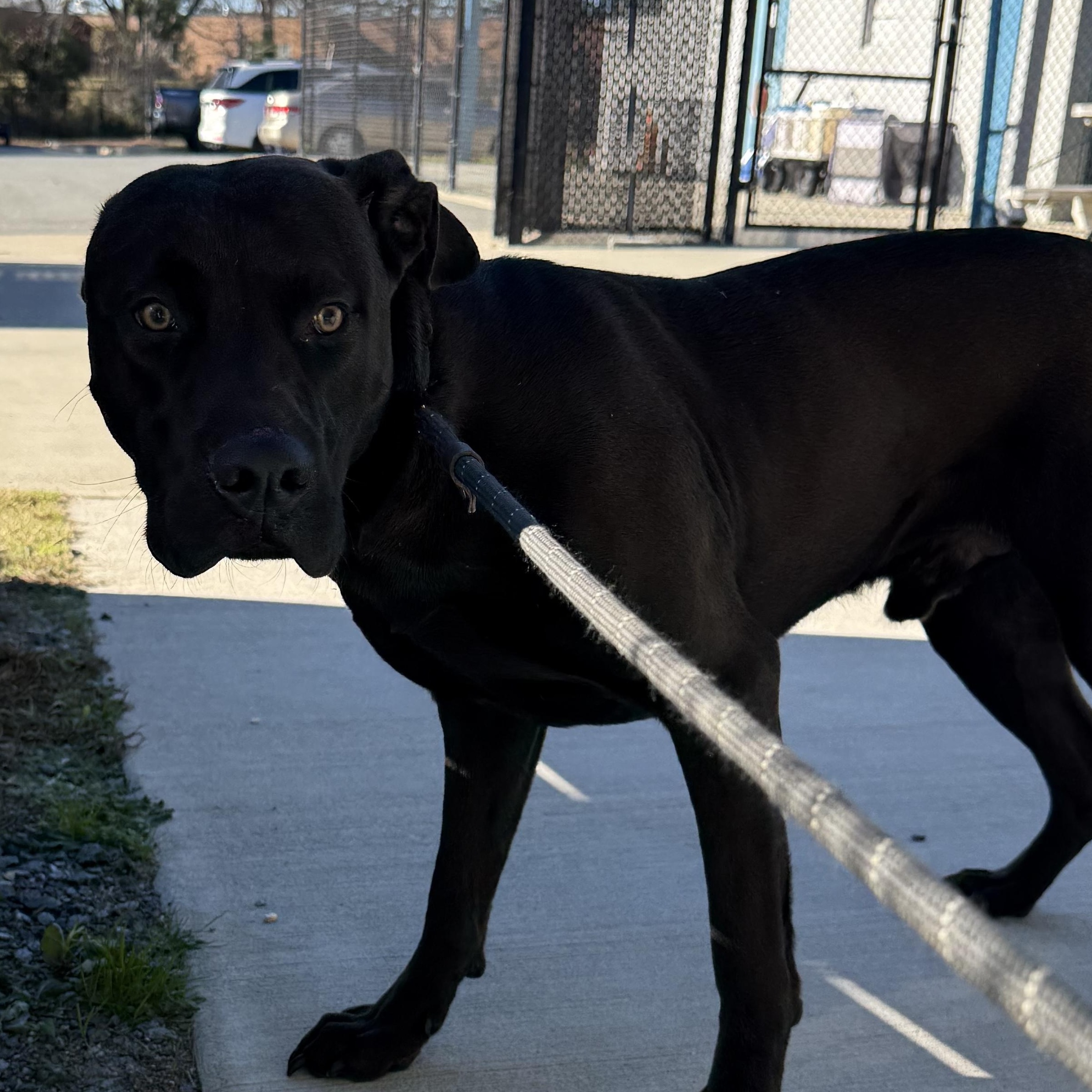 Enlarge Gyro , a ADOPTABLE mixed breed in Lancaster, SC image 2/5