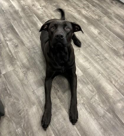 Gyro , ADOPTABLE, Adult Male Labrador Retriever.