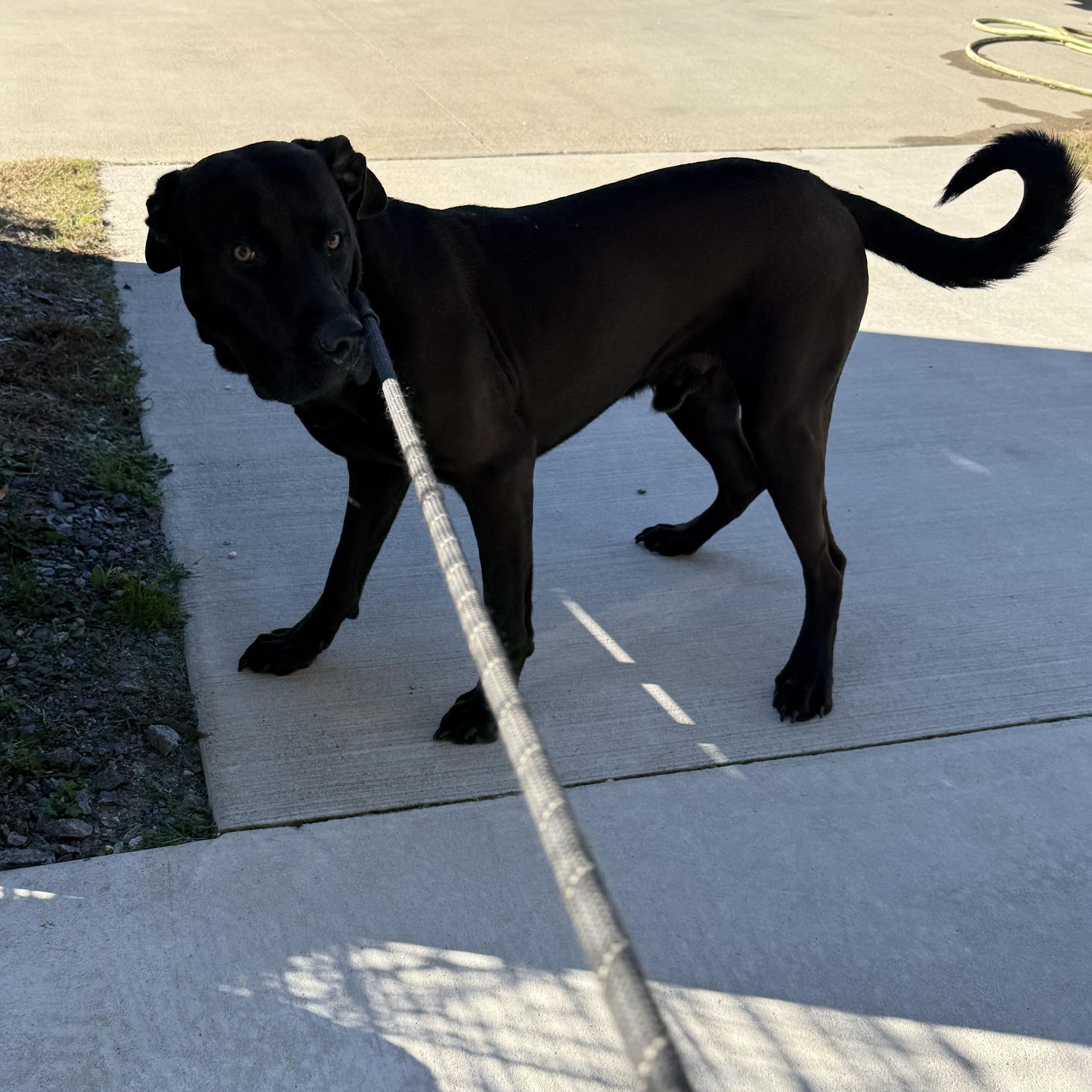 Enlarge Gyro , a ADOPTABLE mixed breed in Lancaster, SC image 3/5