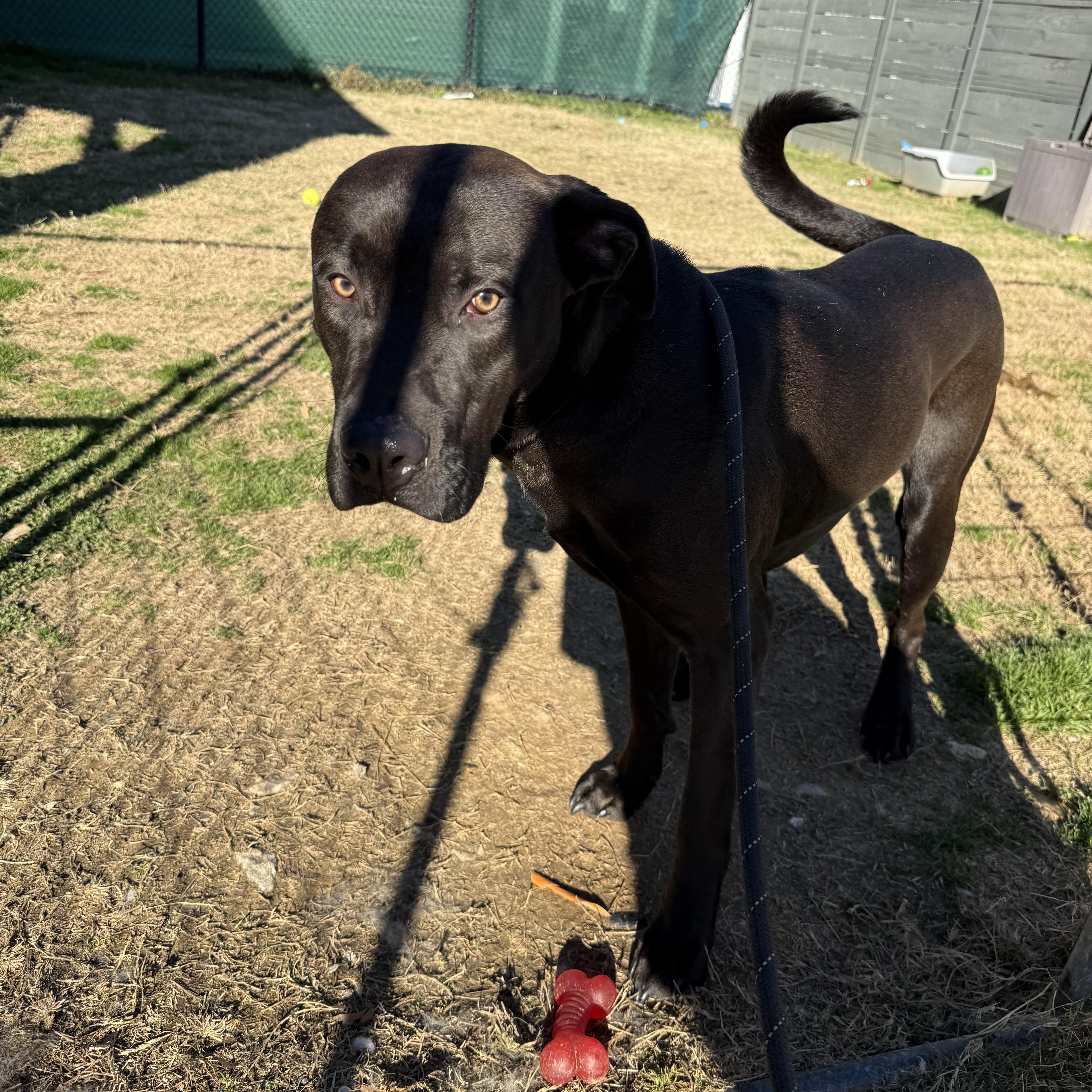 Enlarge Gyro , a ADOPTABLE mixed breed in Lancaster, SC image 4/5