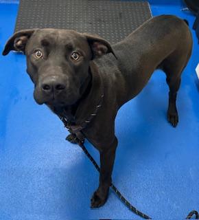 Enlarge Gyro , a ADOPTABLE mixed breed in Lancaster, SC image 5/5