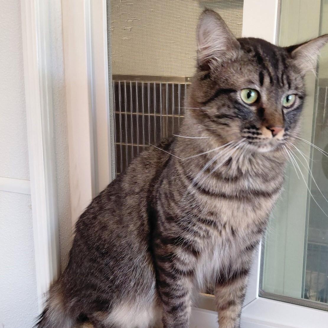 Husk, an adopted mixed breed in Libby, MT image 2/3