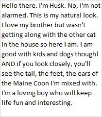 Husk, an adopted mixed breed in Libby, MT image 3/3
