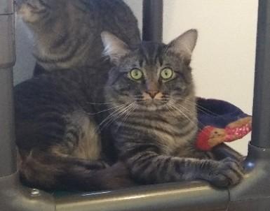Husk, an adopted mixed breed in Libby, MT image 1/3