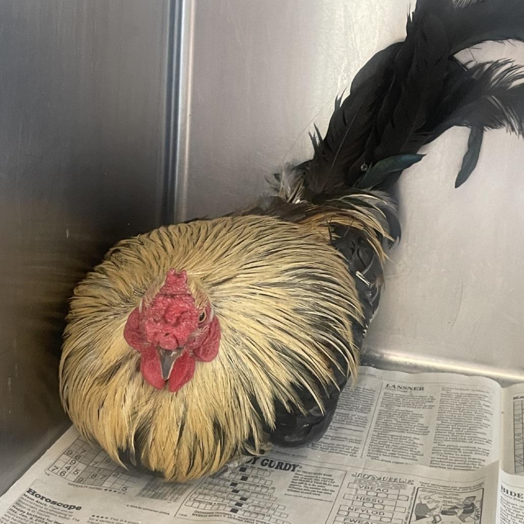 Enlarge Thor*, a Adoptable Chicken in San Gabriel, CA image 1/1
