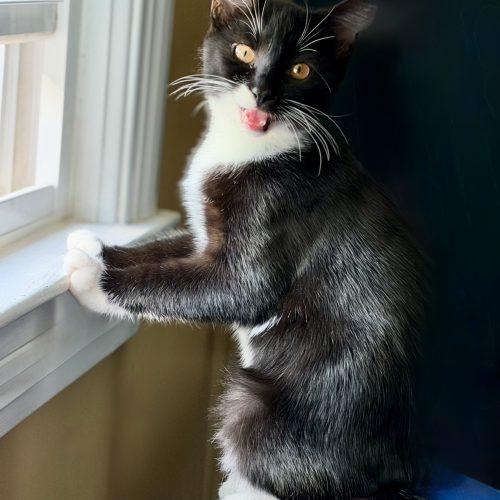 Enlarge Stiletto "Lettie", a Adoptable Domestic Short Hair in Georgetown, KY image 1/5