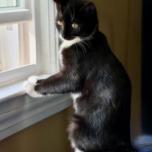 Enlarge Stiletto "Lettie", a Adoptable Domestic Short Hair in Georgetown, KY image 2/5