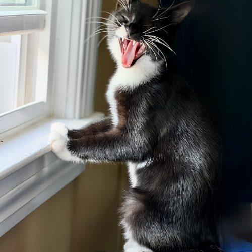 Enlarge Stiletto "Lettie", a Adoptable Domestic Short Hair in Georgetown, KY image 3/5