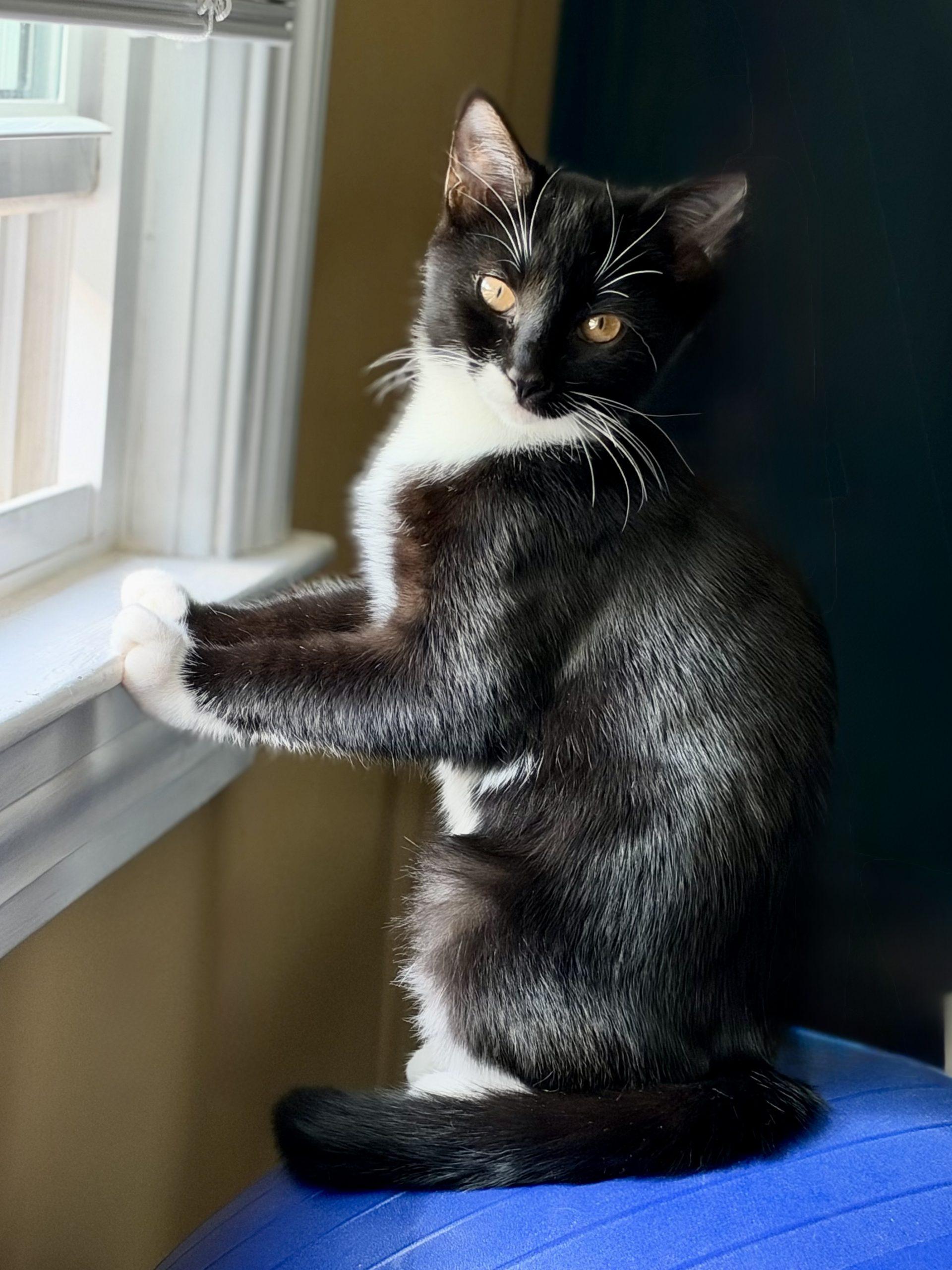 Enlarge Stiletto "Lettie", a Adoptable Domestic Short Hair in Georgetown, KY image 4/5