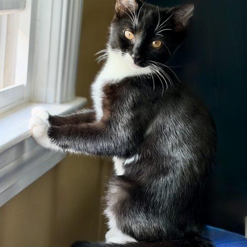 Enlarge Stiletto "Lettie", a Adoptable Domestic Short Hair in Georgetown, KY image 5/5