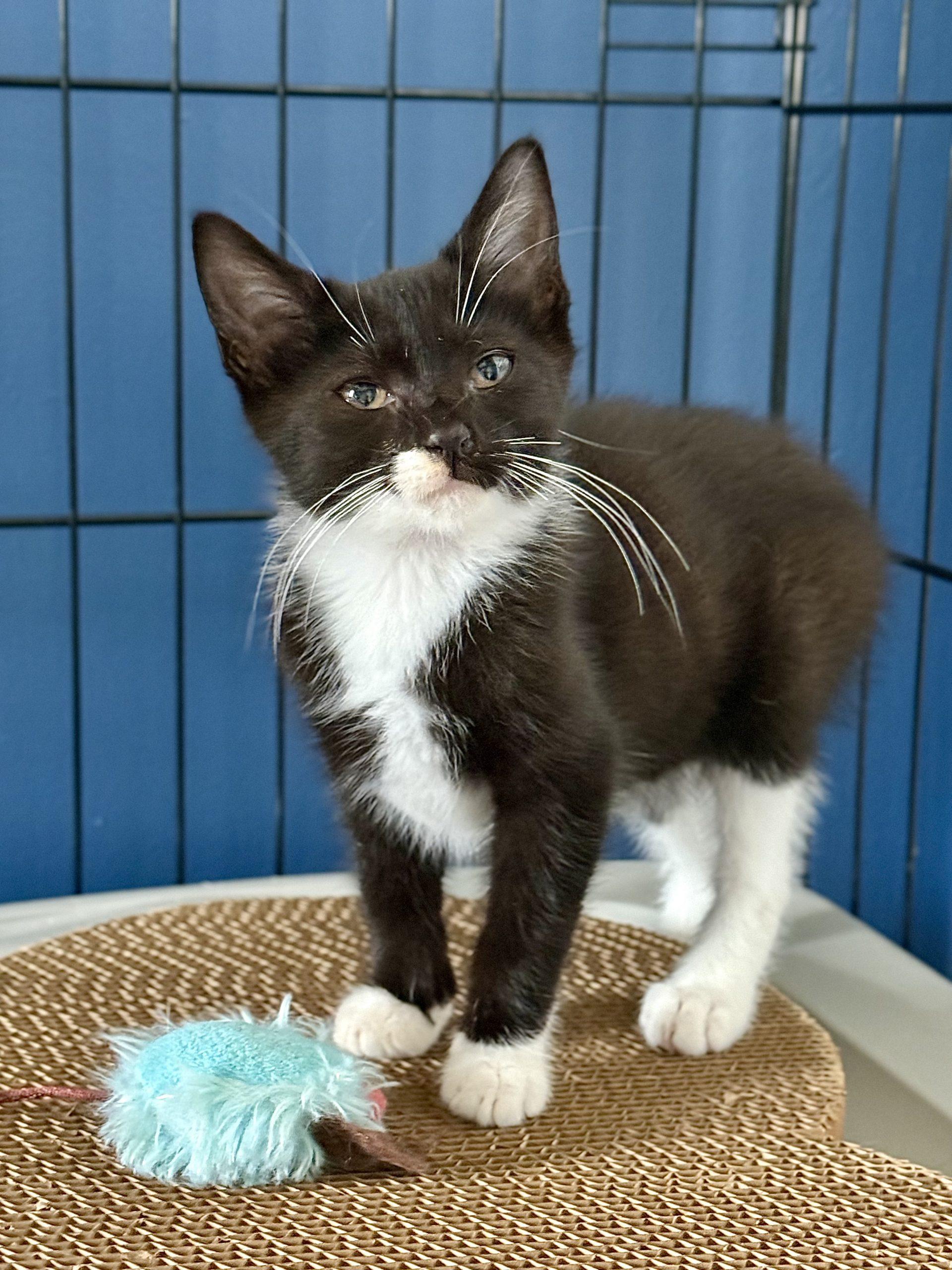 Stiletto "Lettie", Adoptable, Kitten Female Domestic Short Hair.