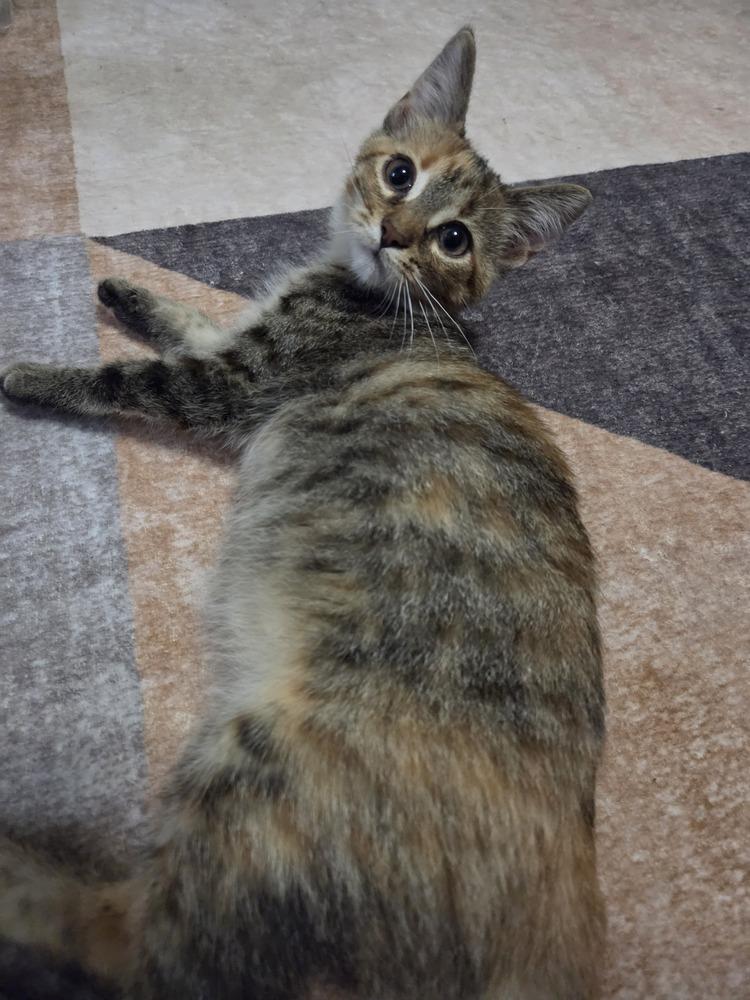 Enlarge Peacock, a Adoptable Domestic Short Hair in Lincoln Park, MI image 3/4