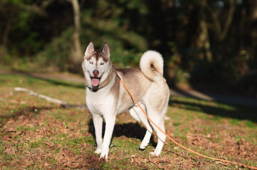 Enlarge Sammy, a Adoptable mixed breed in Seattle, WA image 3/6