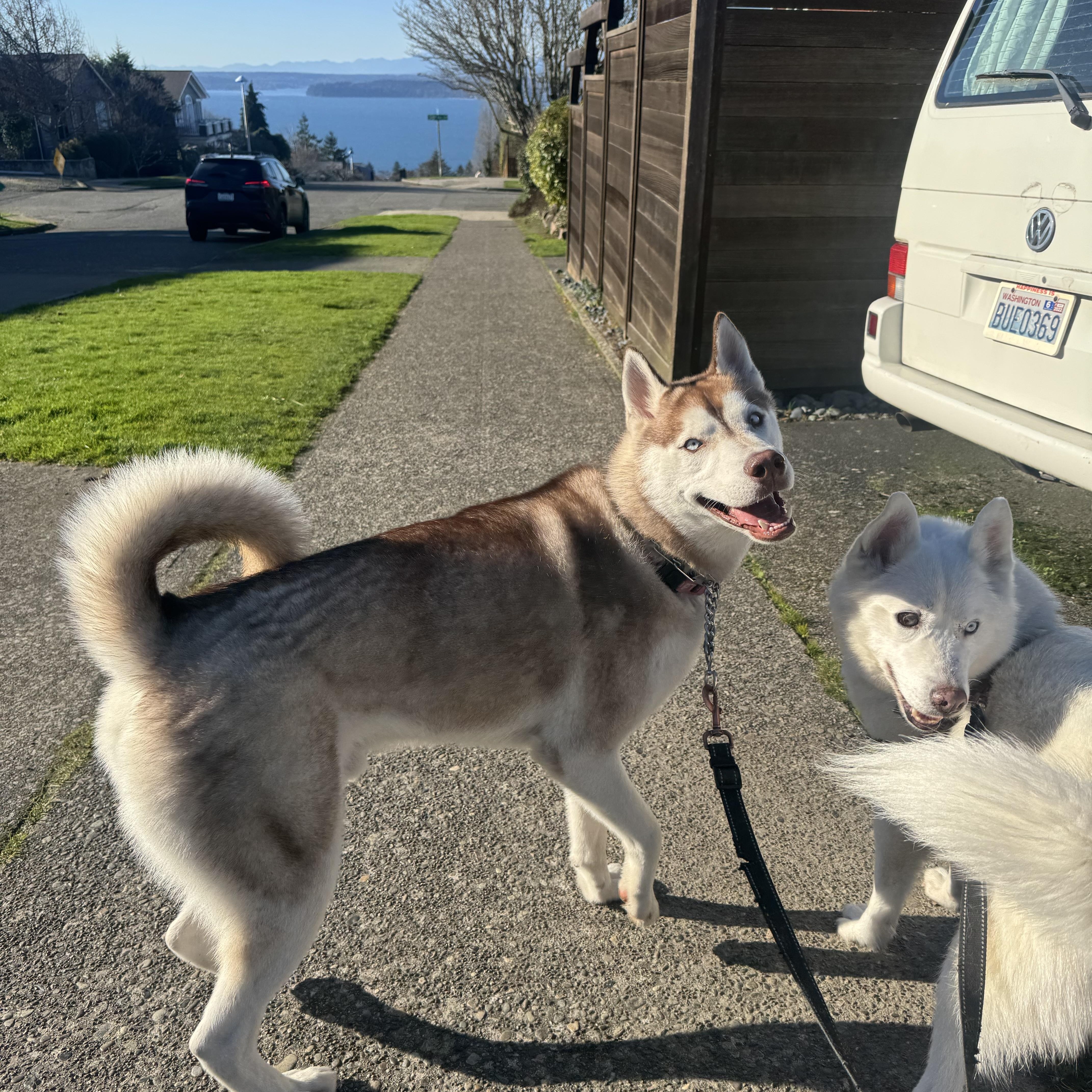 Enlarge Sammy, a Adoptable mixed breed in Seattle, WA image 2/6