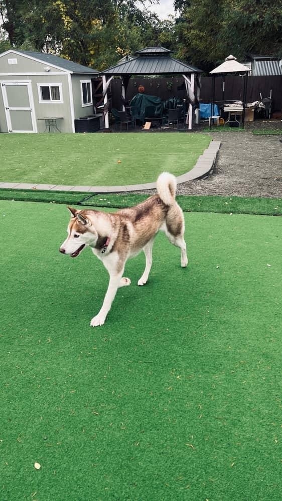 Sammy, a Adoptable mixed breed in Seattle, WA image 5/6