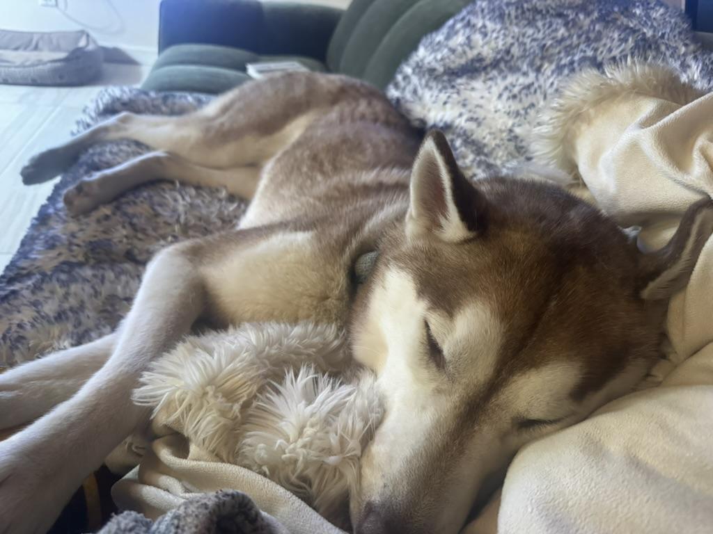 Sammy, a Adoptable mixed breed in Seattle, WA image 1/6