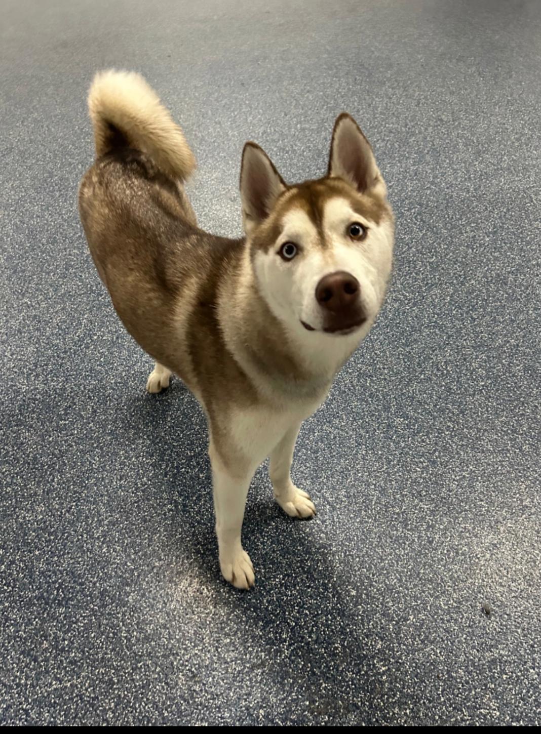 Enlarge Sammy, a Adoptable mixed breed in Seattle, WA image 1/6