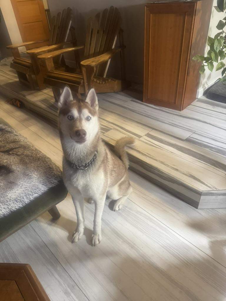 Sammy, Adoptable, Adult Male Siberian Husky & Husky.