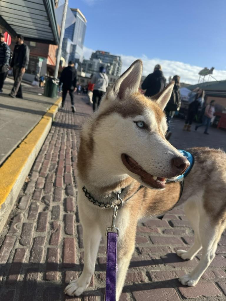 Sammy, a Adoptable mixed breed in Seattle, WA image 1/6