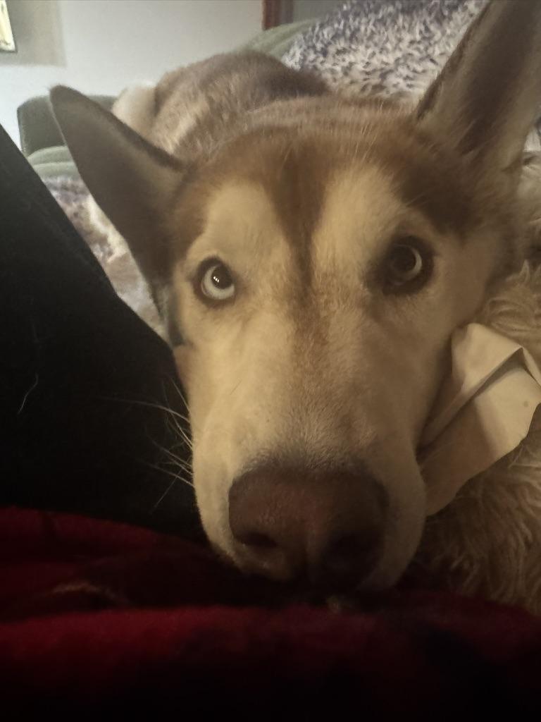 Sammy, Adoptable, Adult Male Siberian Husky & Husky.