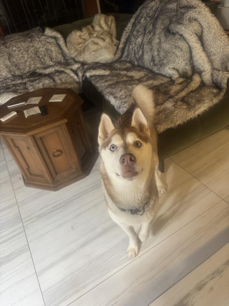 Enlarge Sammy, a Adoptable mixed breed in Seattle, WA image 6/6