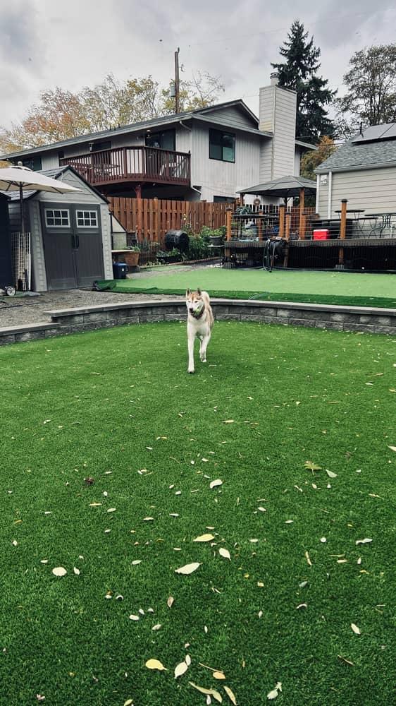 Sammy, a Adoptable mixed breed in Seattle, WA image 6/6