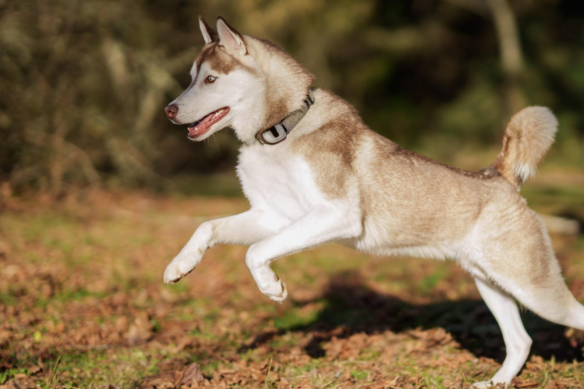 Enlarge Sammy, a Adoptable mixed breed in Seattle, WA image 6/6