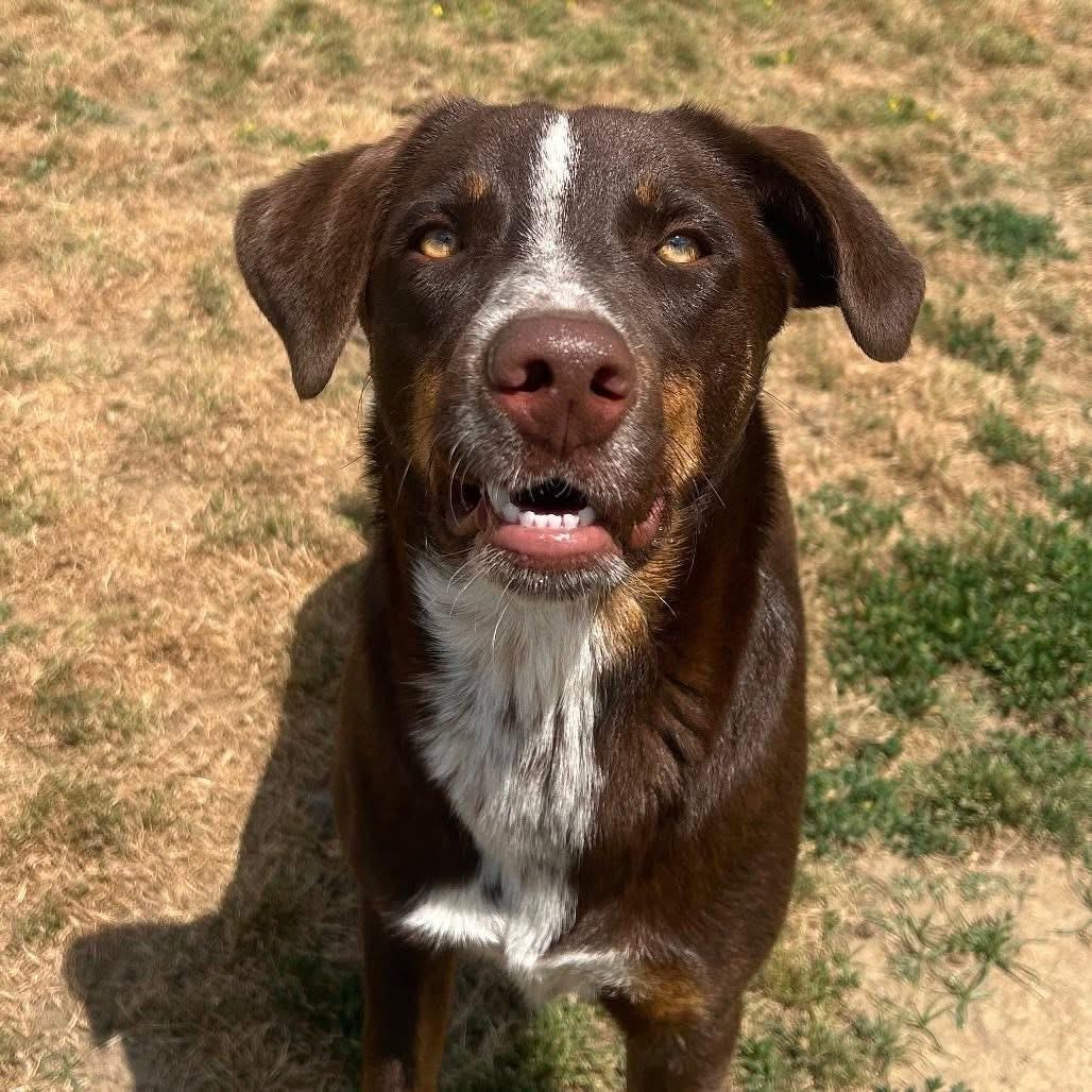 Enlarge Oakley in NH. Come Meet our Adoptable Dogs Wednesday-Saturday. More info in Bio, an adopted mixed breed in Manchester, NH image 1/1