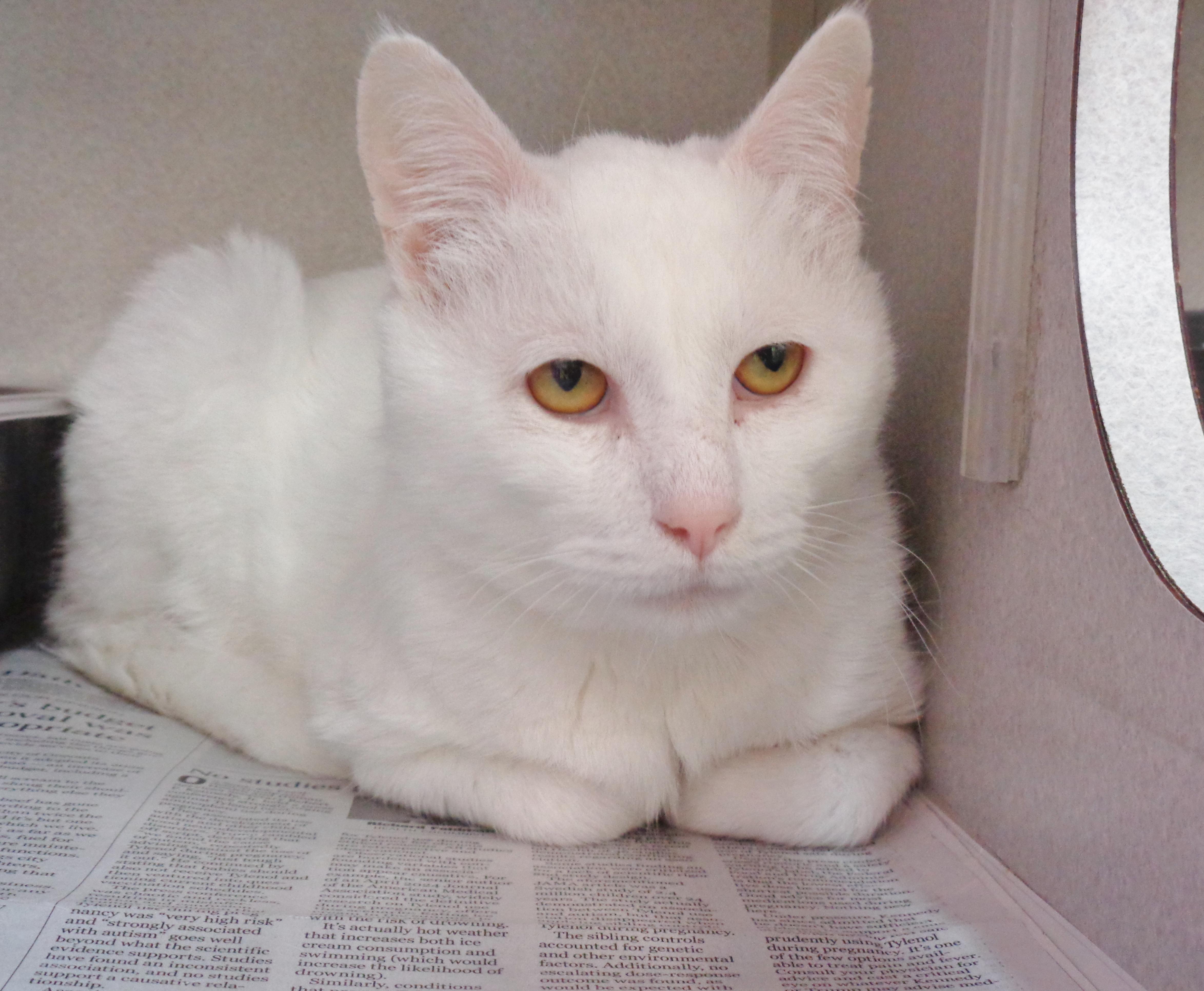 APPLE CRISP, a ADOPTABLE Domestic Short Hair in Delhi, NY image 6/6