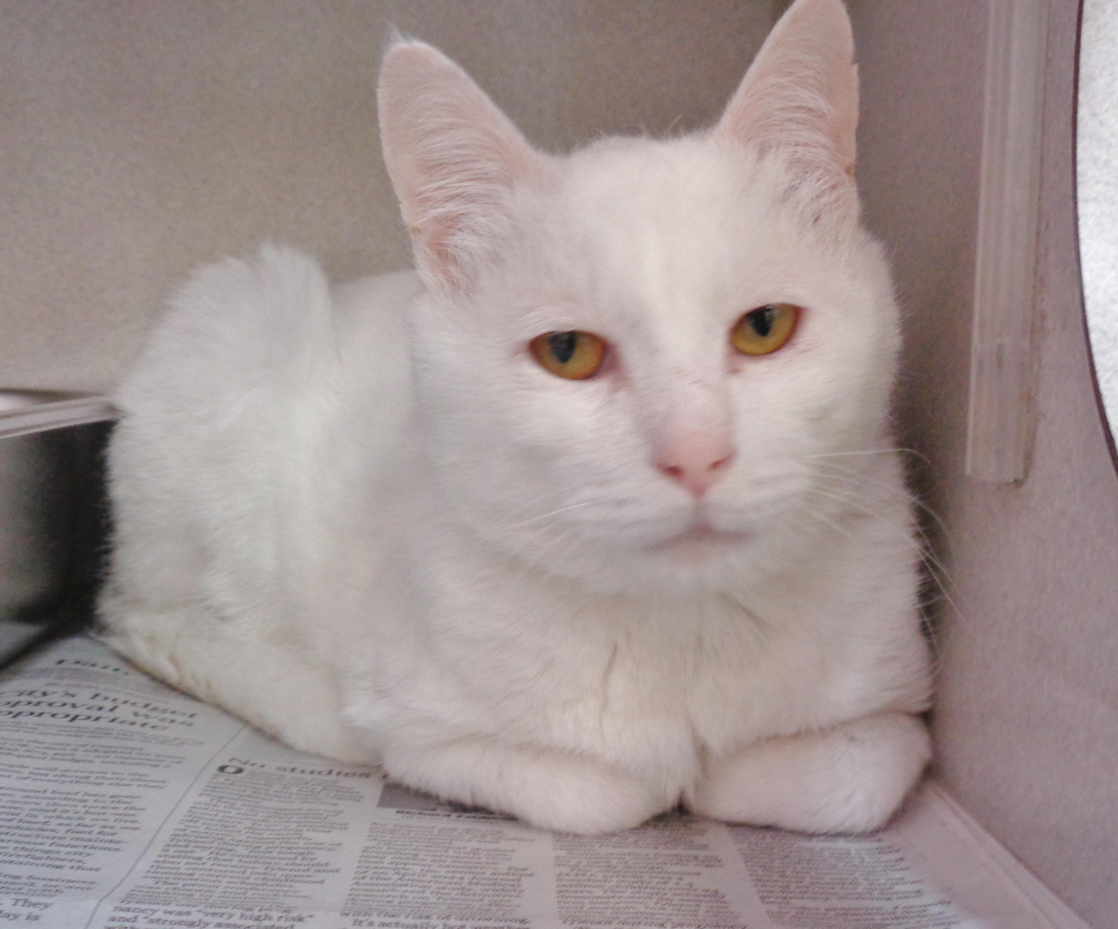 APPLE CRISP, ADOPTABLE, Adult Male Domestic Short Hair.