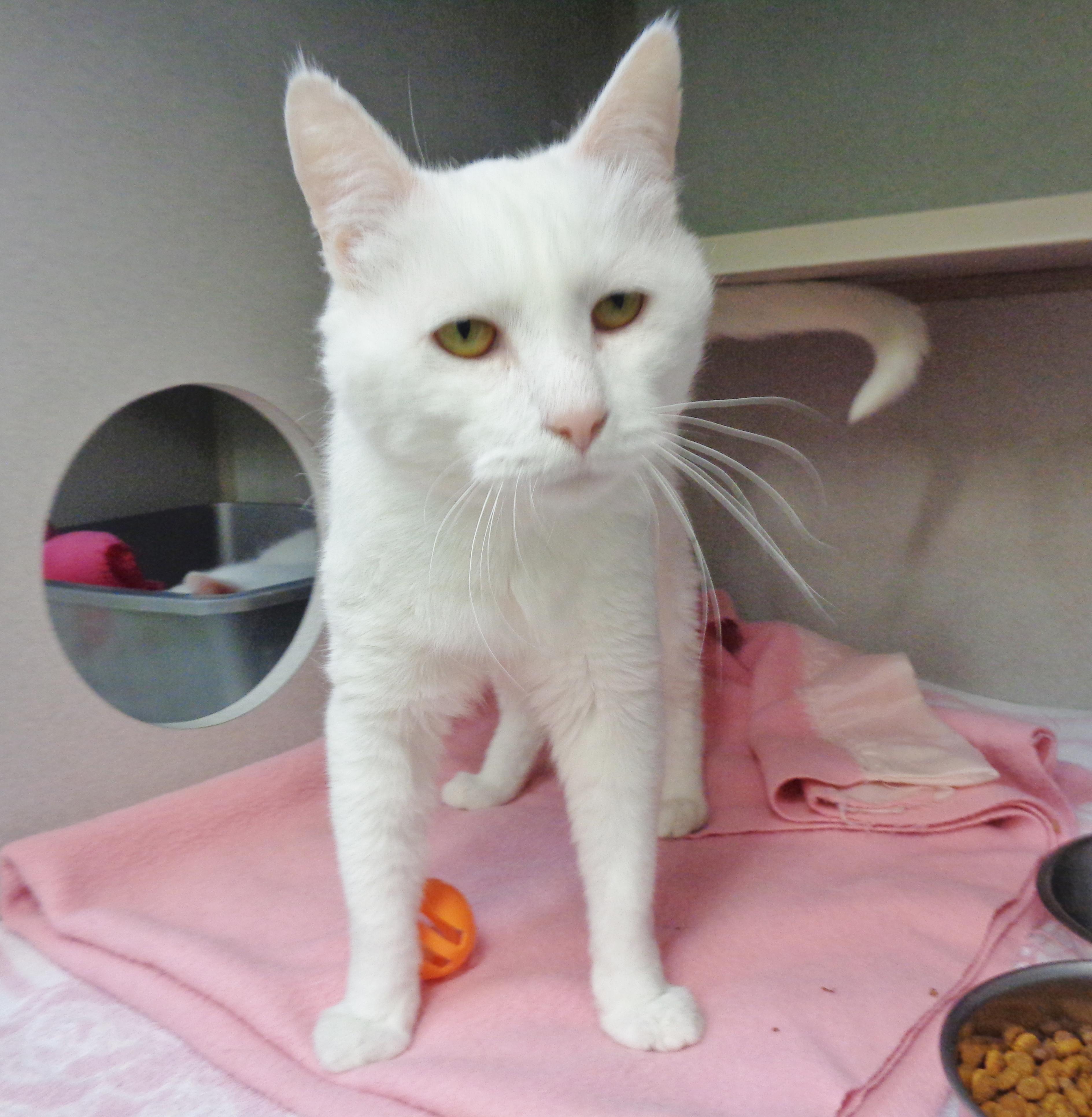 APPLE CRISP, a ADOPTABLE Domestic Short Hair in Delhi, NY image 4/6