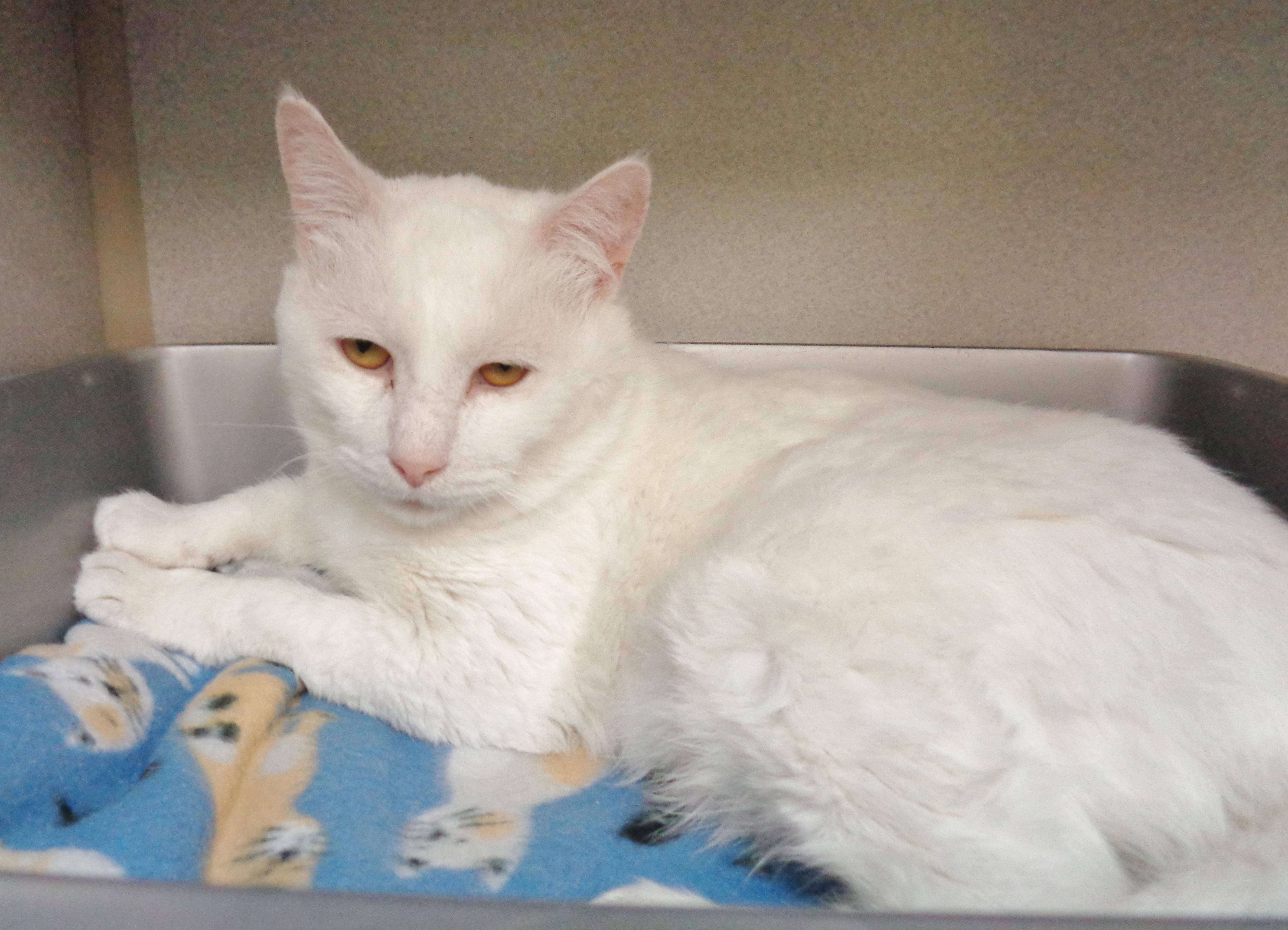 APPLE CRISP, a ADOPTABLE Domestic Short Hair in Delhi, NY image 3/6
