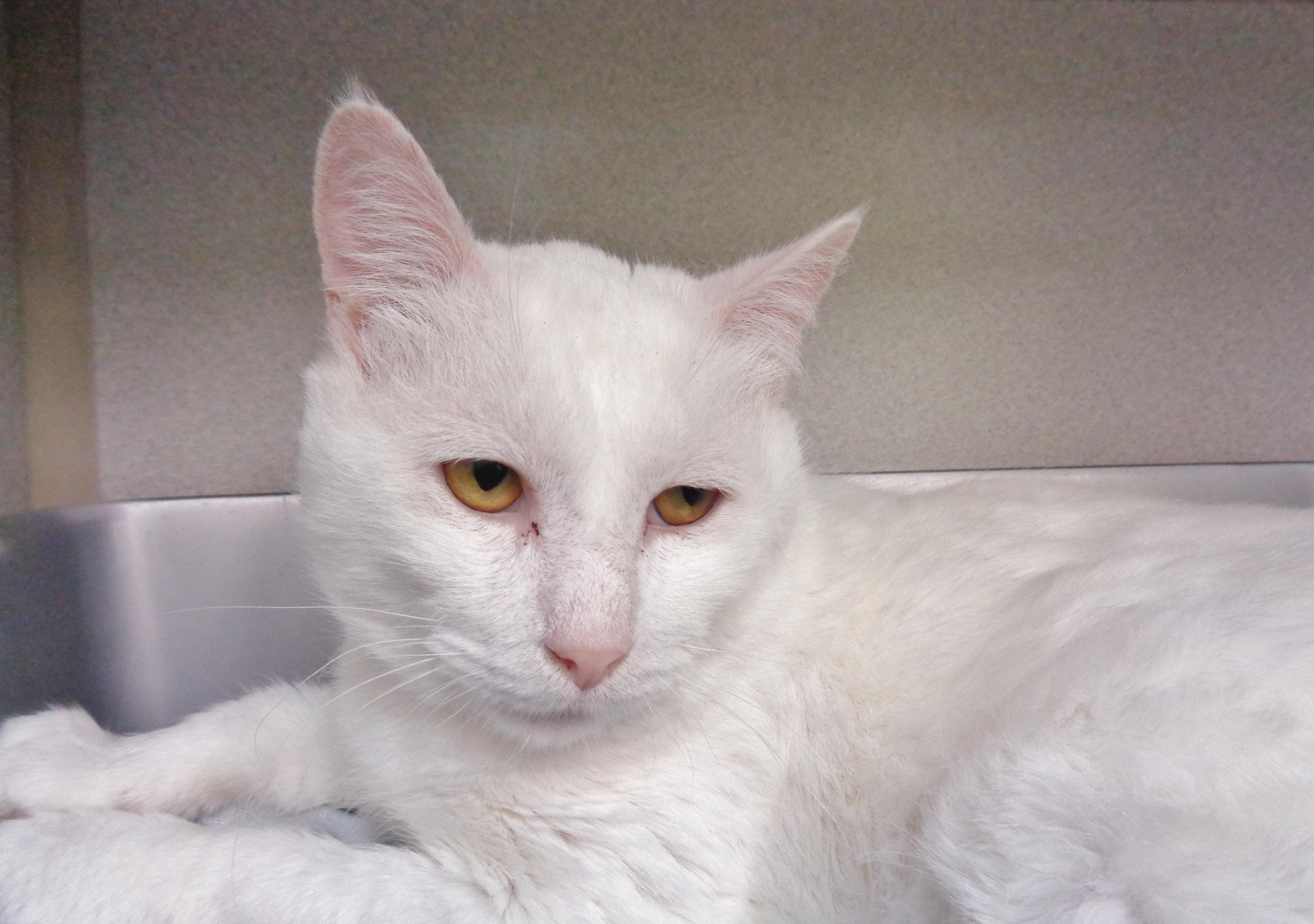 APPLE CRISP, a ADOPTABLE Domestic Short Hair in Delhi, NY image 2/6