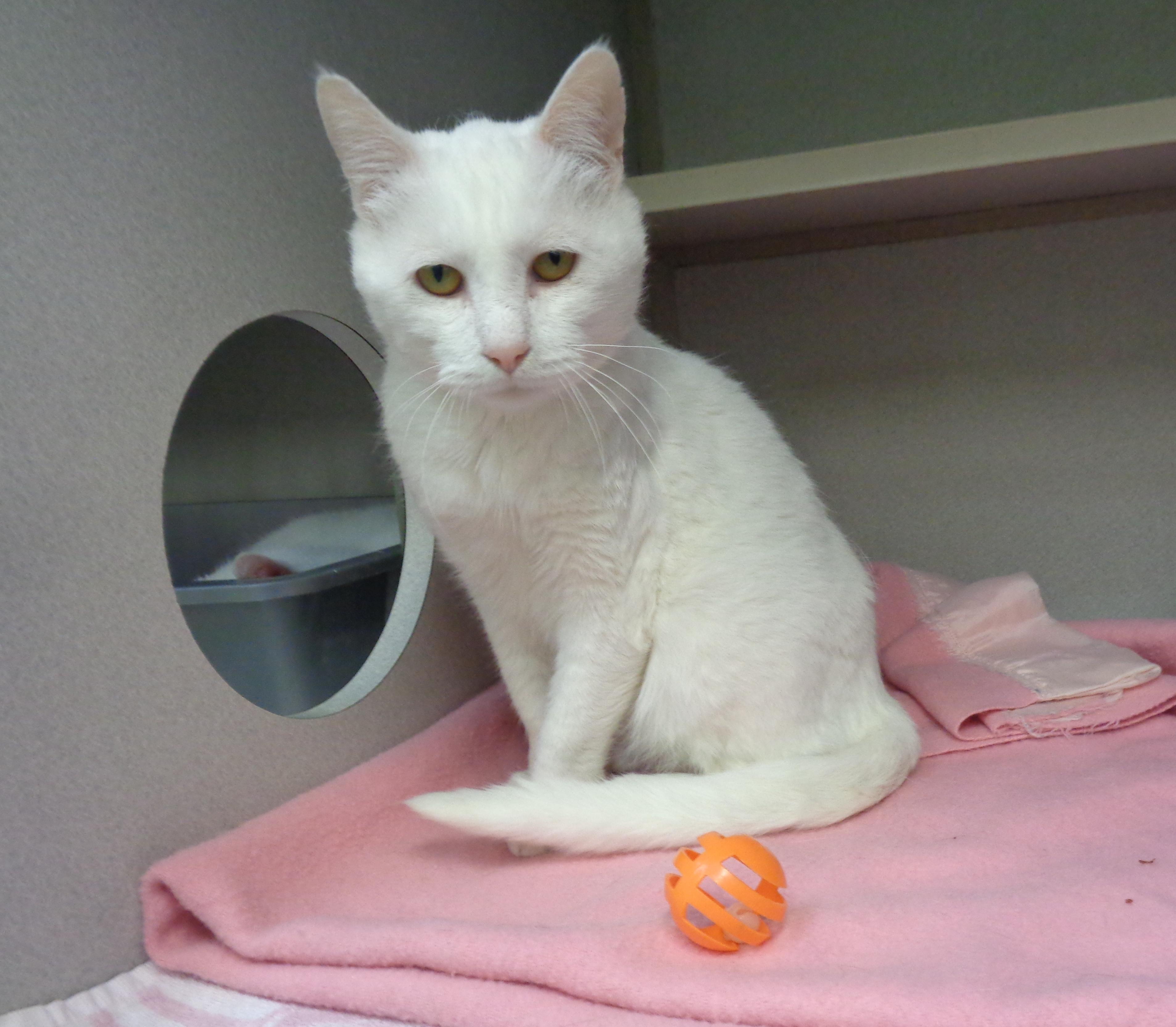 APPLE CRISP, a ADOPTABLE Domestic Short Hair in Delhi, NY image 5/6
