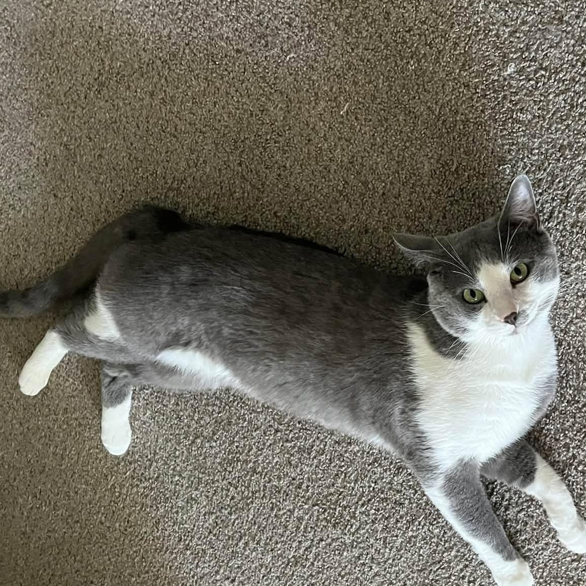 Enlarge GraySahn-Wynter - Courtesy Post, a Adoptable Domestic Short Hair in Frederick, MD image 2/2