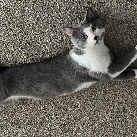 Enlarge GraySahn-Wynter - Courtesy Post, a Adoptable Domestic Short Hair in Frederick, MD image 1/2