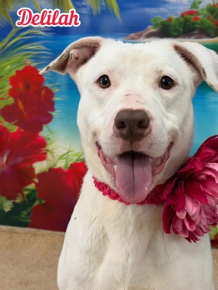 Delilah, adopted, Adult Female Mixed Breed.