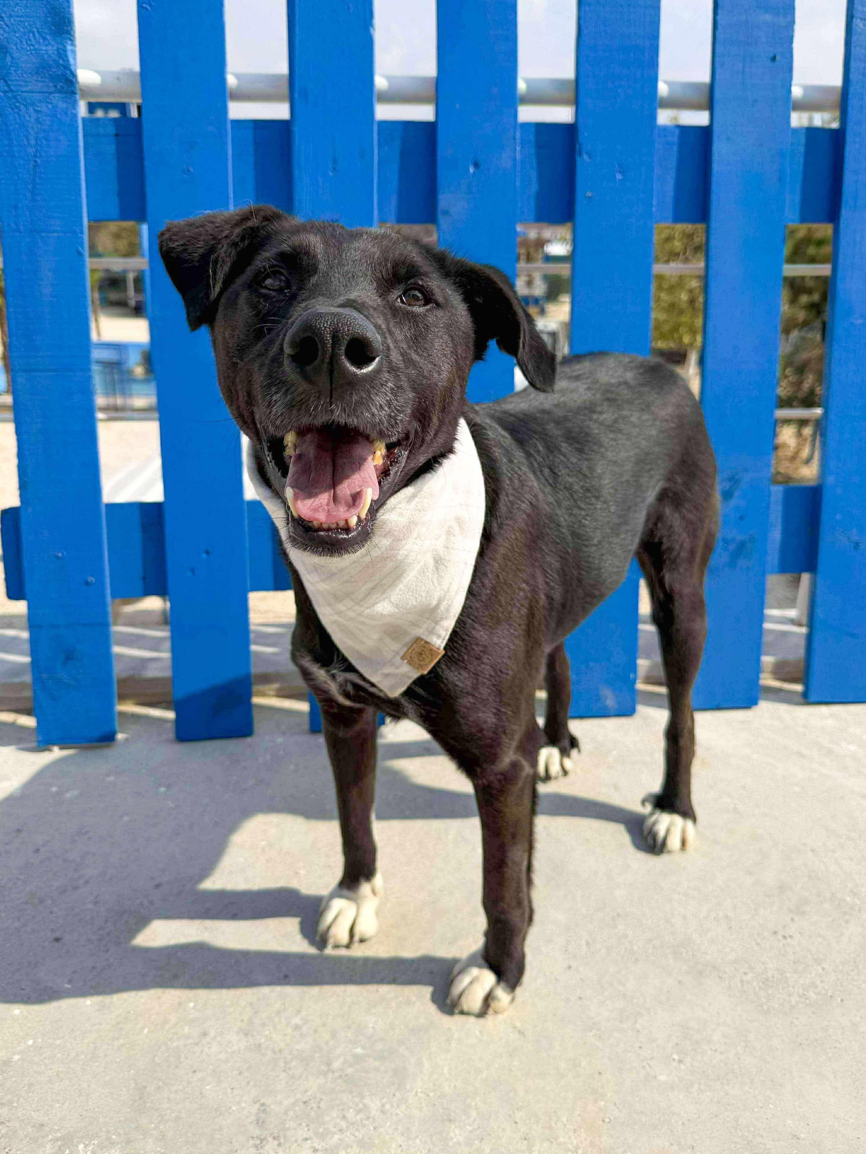 Enlarge Eclipse , a ADOPTABLE mixed breed in Bellingham, WA image 2/2