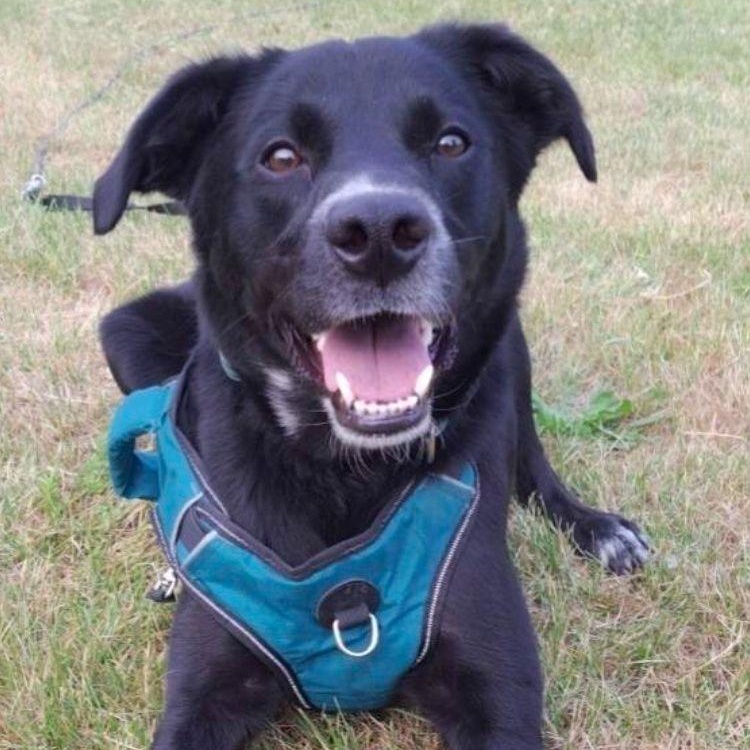 Axel, a ADOPTABLE mixed breed in Midland, MI image 2/4