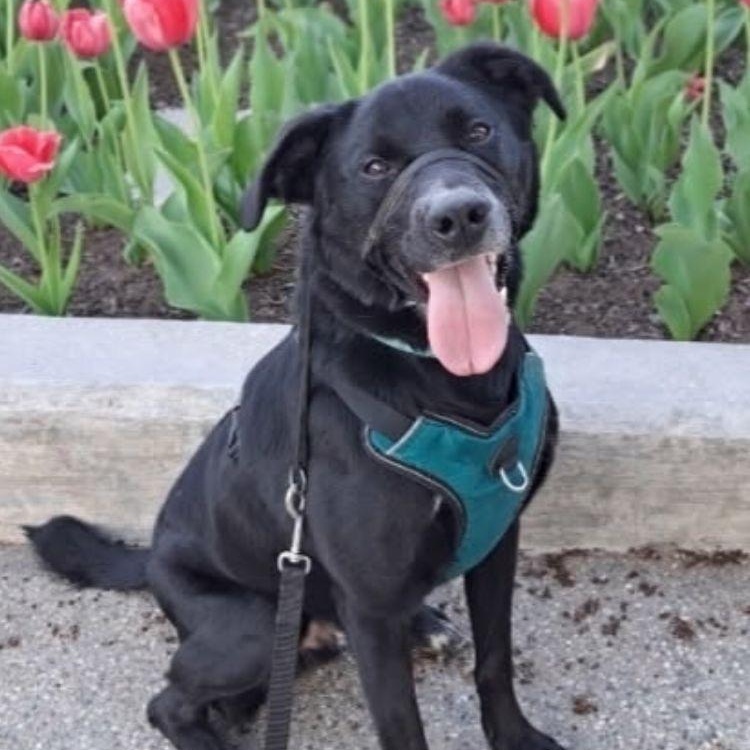 Axel, ADOPTABLE, Young Male Cattle Dog.