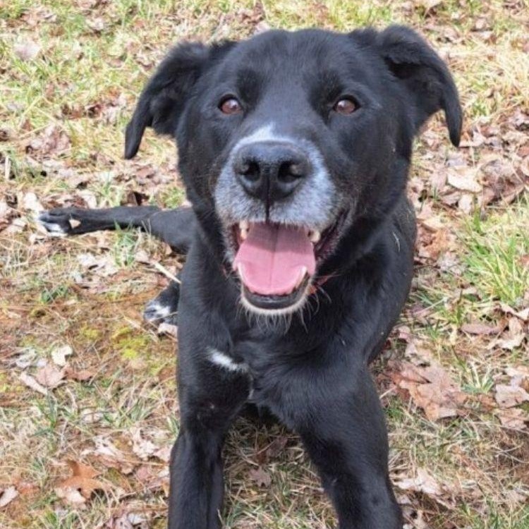 Axel, a ADOPTABLE mixed breed in Midland, MI image 4/4