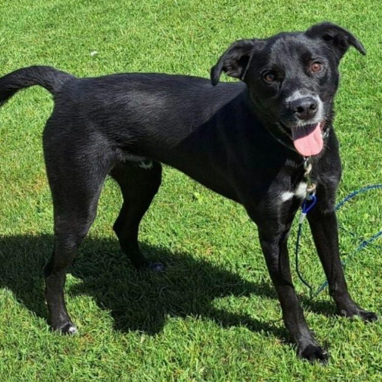 Axel, a ADOPTABLE mixed breed in Midland, MI image 3/4