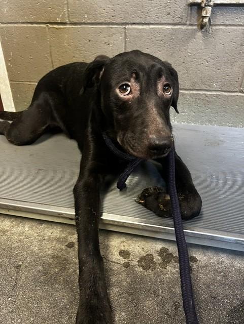 Enlarge BRIAN, a Adoptable mixed breed in Downey, CA image 1/1