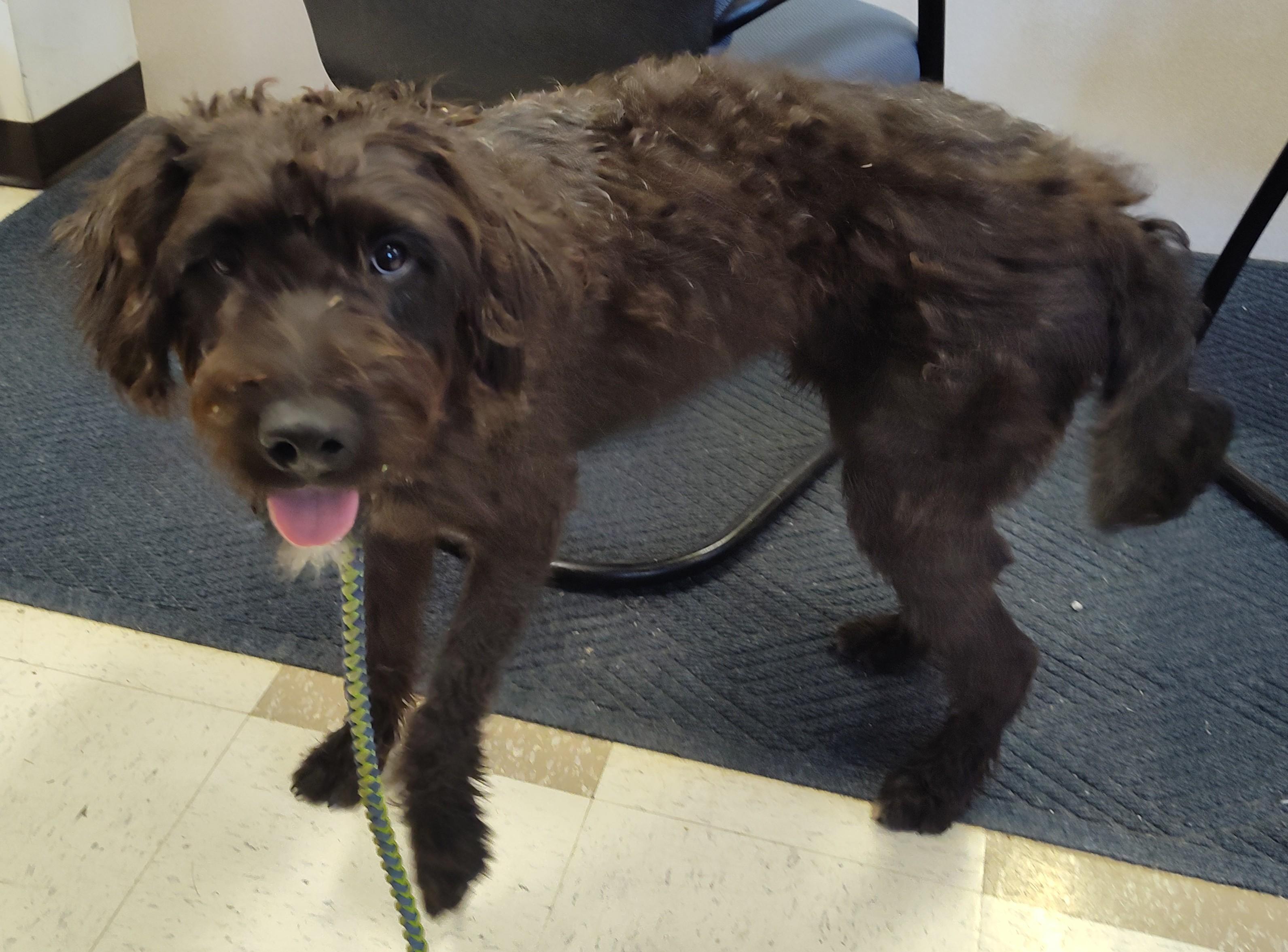 SCOOTER, an adoptable Labradoodle in Claremore, OK, 74017 | Photo Image 3