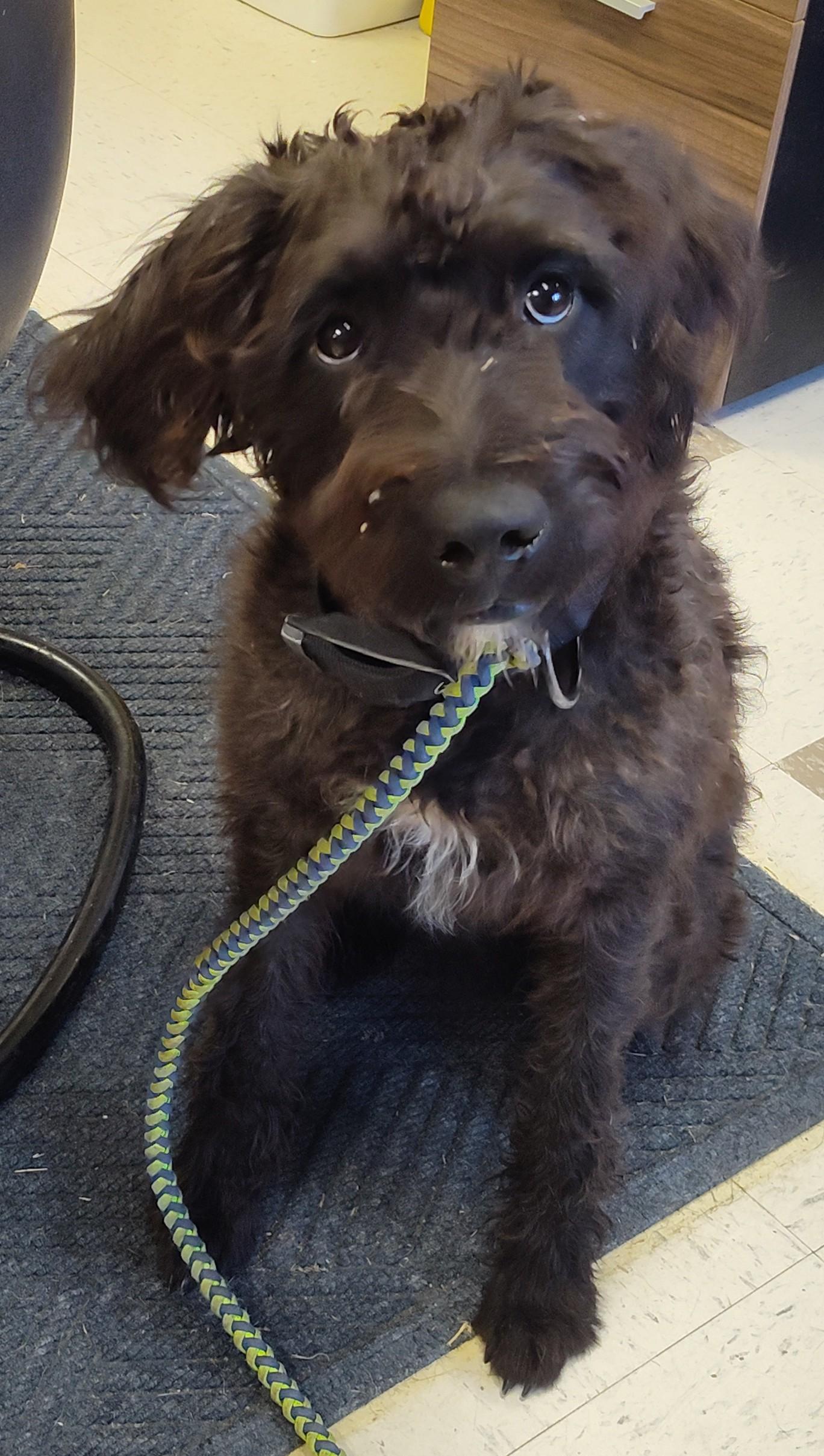 SCOOTER, an adoptable Labradoodle in Claremore, OK, 74017 | Photo Image 1